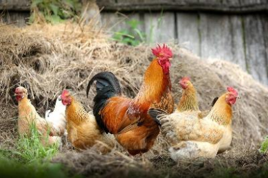 Chicken farming